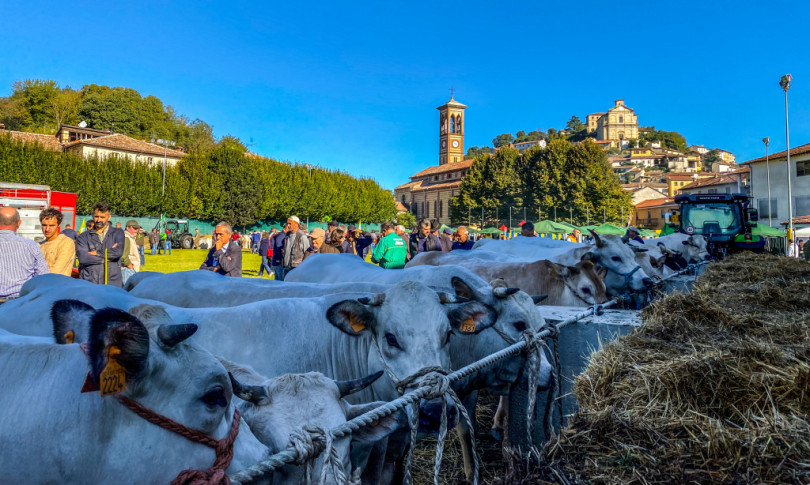 Grande partecipazione alla fiera bovina di Ottiglio